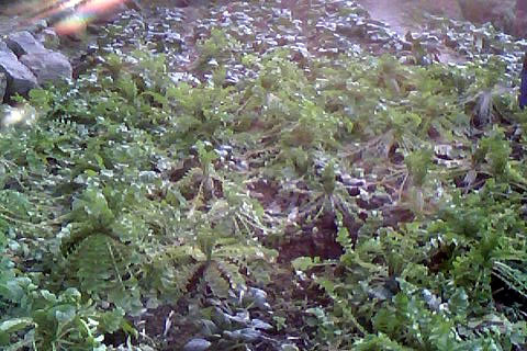 IMG0011A.jpg