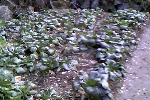 IMG0012A.jpg
