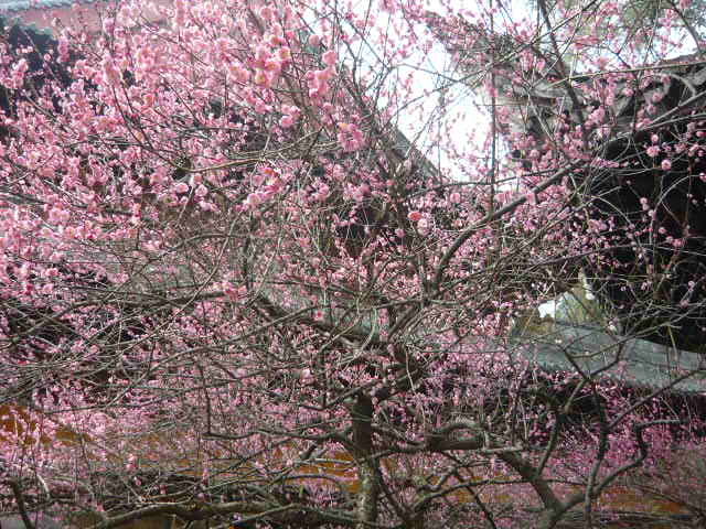 P1050530.JPG