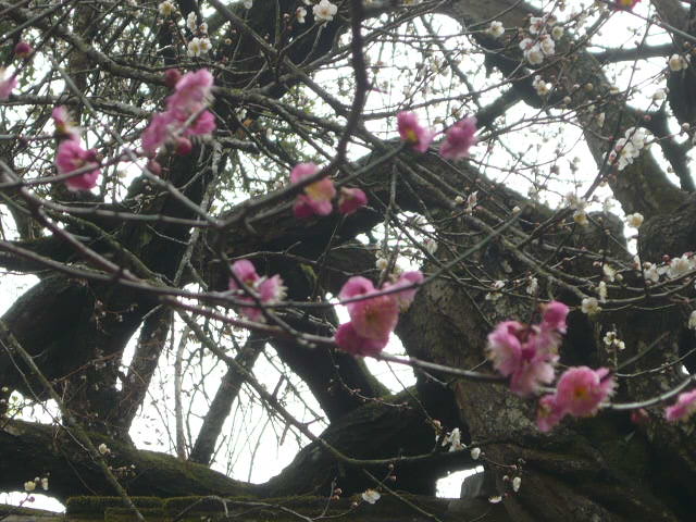 P1050540.JPG