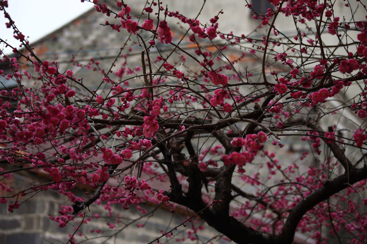 家有古梅繁花似锦.JPG