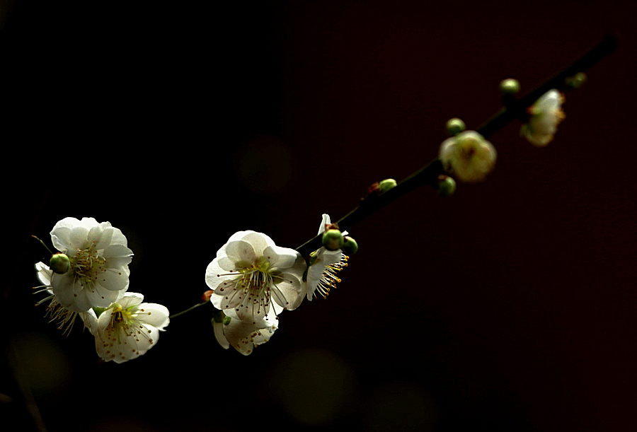 DSC_0478.jpg