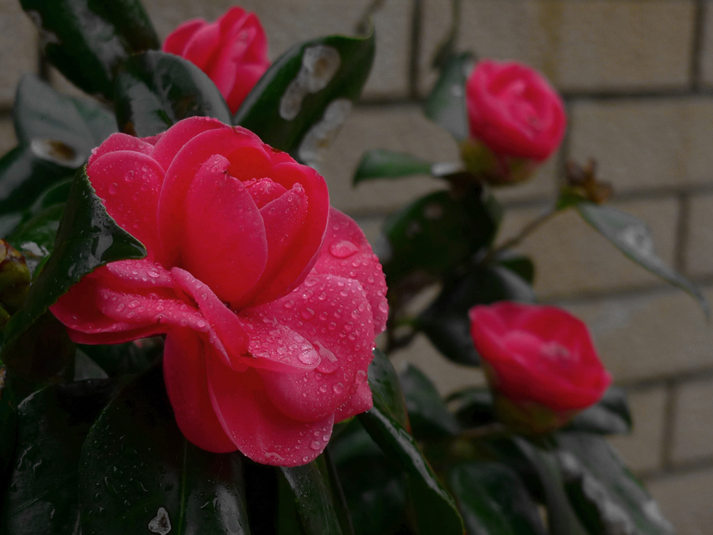 P1010315.JPG