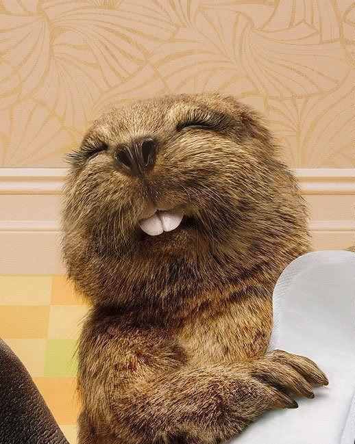  光顾着看这两颗销魂的大牙了，忽略了亮点