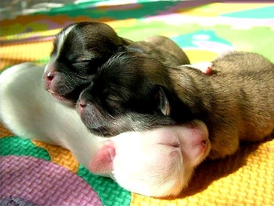 嗯...好困阿...葛格,底迪跑哪去了嘛