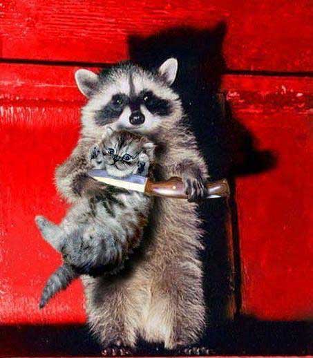 偶天生就是干这行的！巧克力交出来！ 