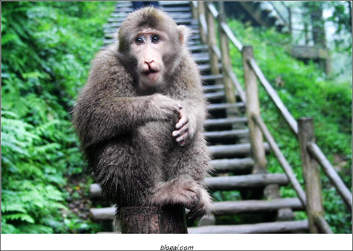 猴子2.jpg