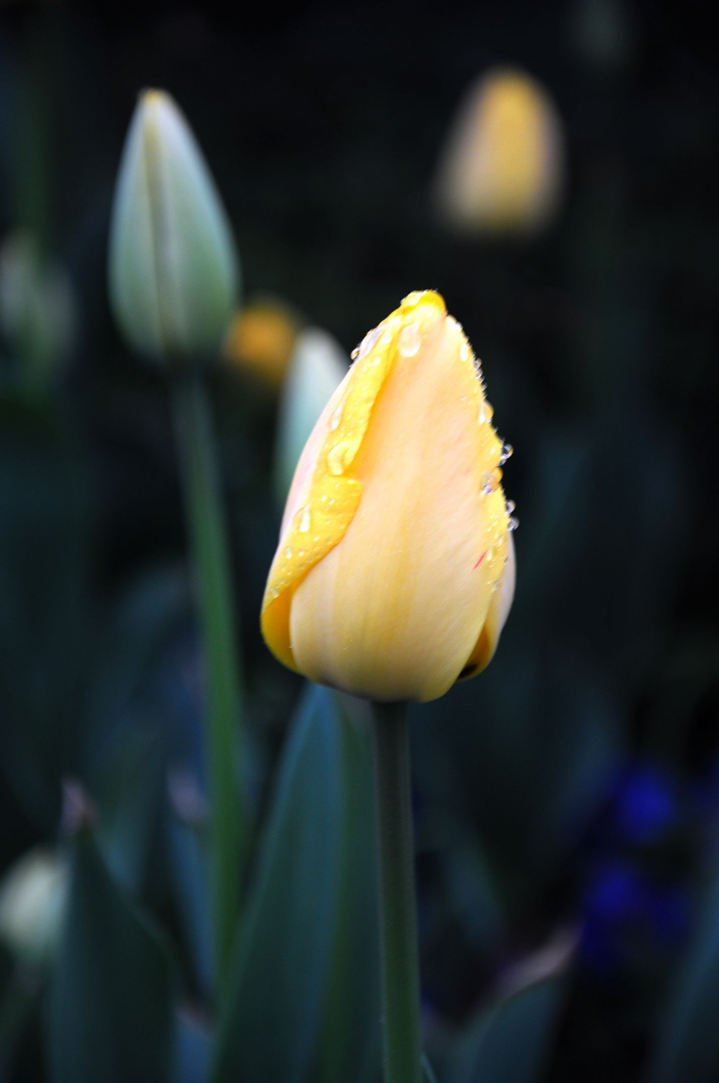 DSC_0131.jpg