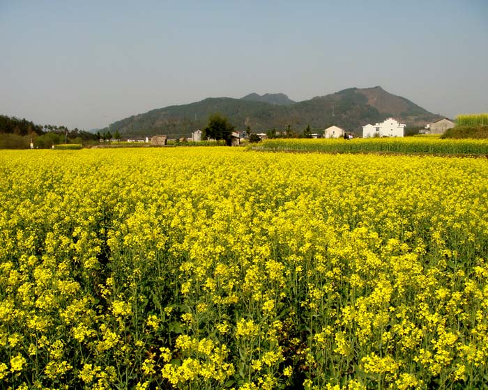 复件 DSC00873.JPG