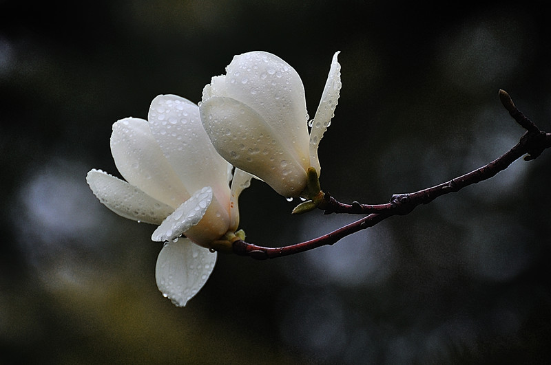 a9098672_s.jpg