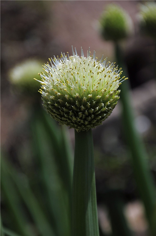 DSC_0115_副本.jpg