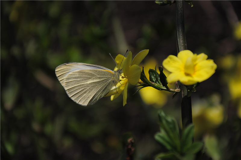 DSC_0159_副本.jpg