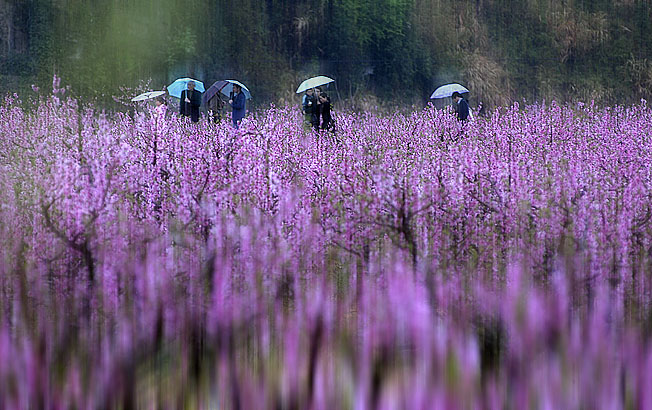 _DSC7061桃花盛开的地方.jpg