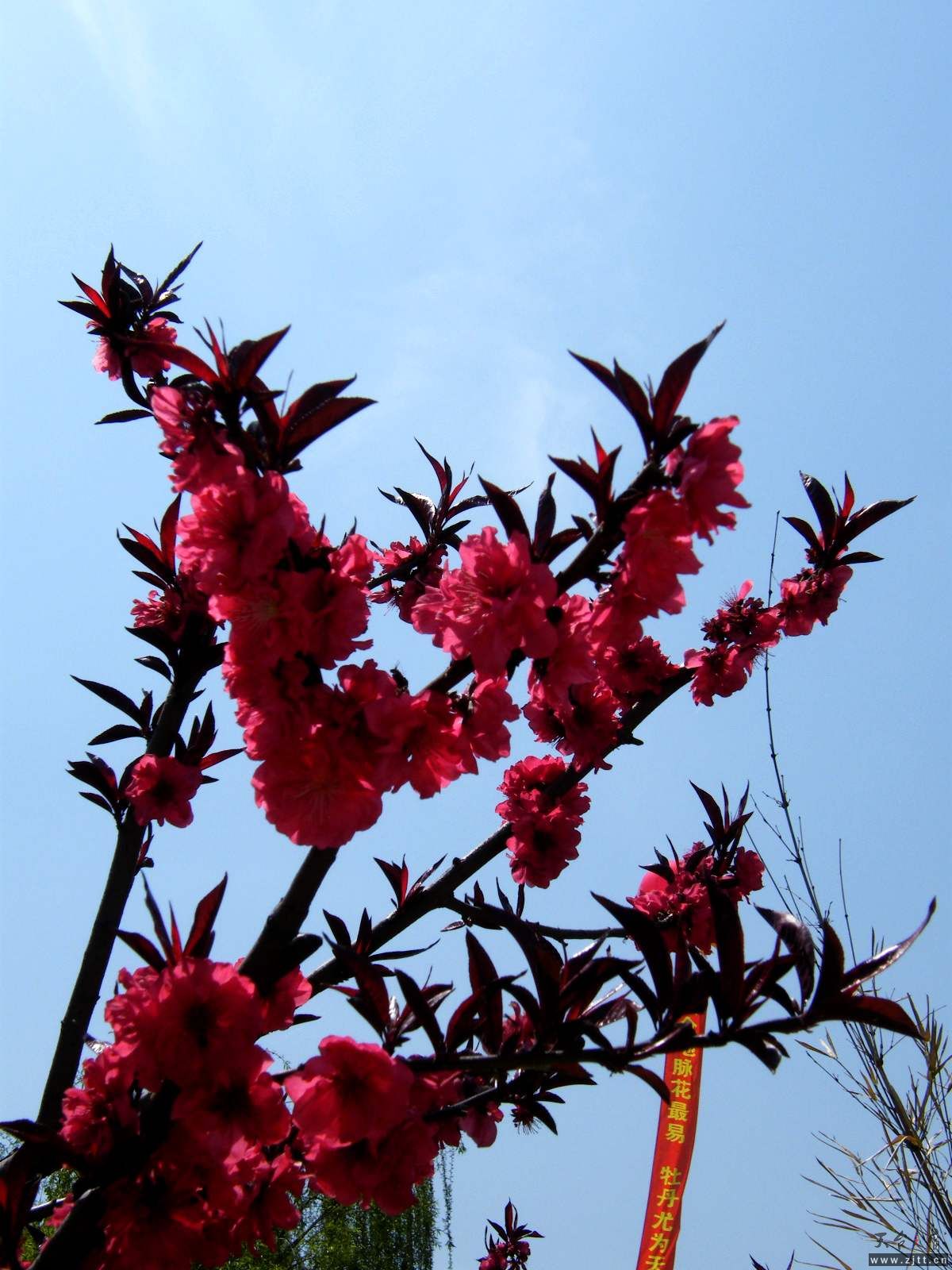 DSCF3850.JPG