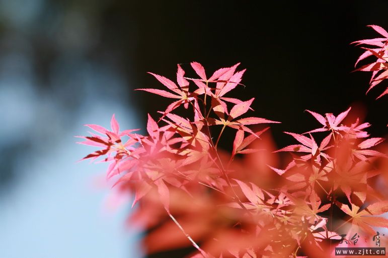 IMG_3265_调整大小.JPG