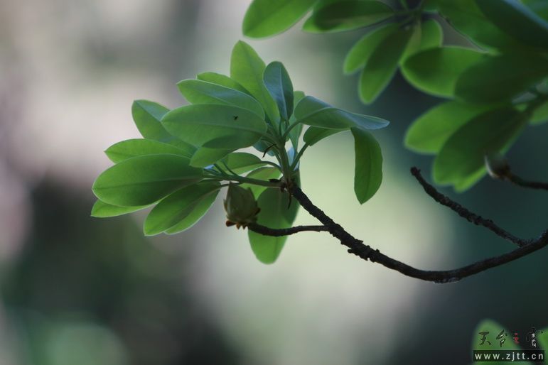 IMG_3291_调整大小.JPG