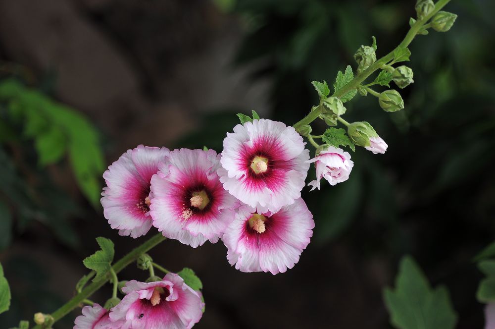 DSC_0004a.jpg