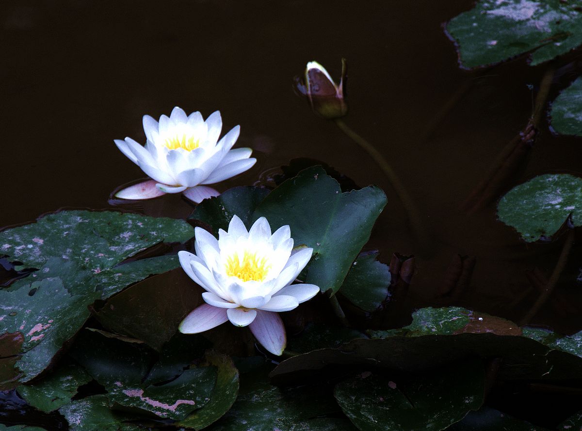DSC_0001a.jpg