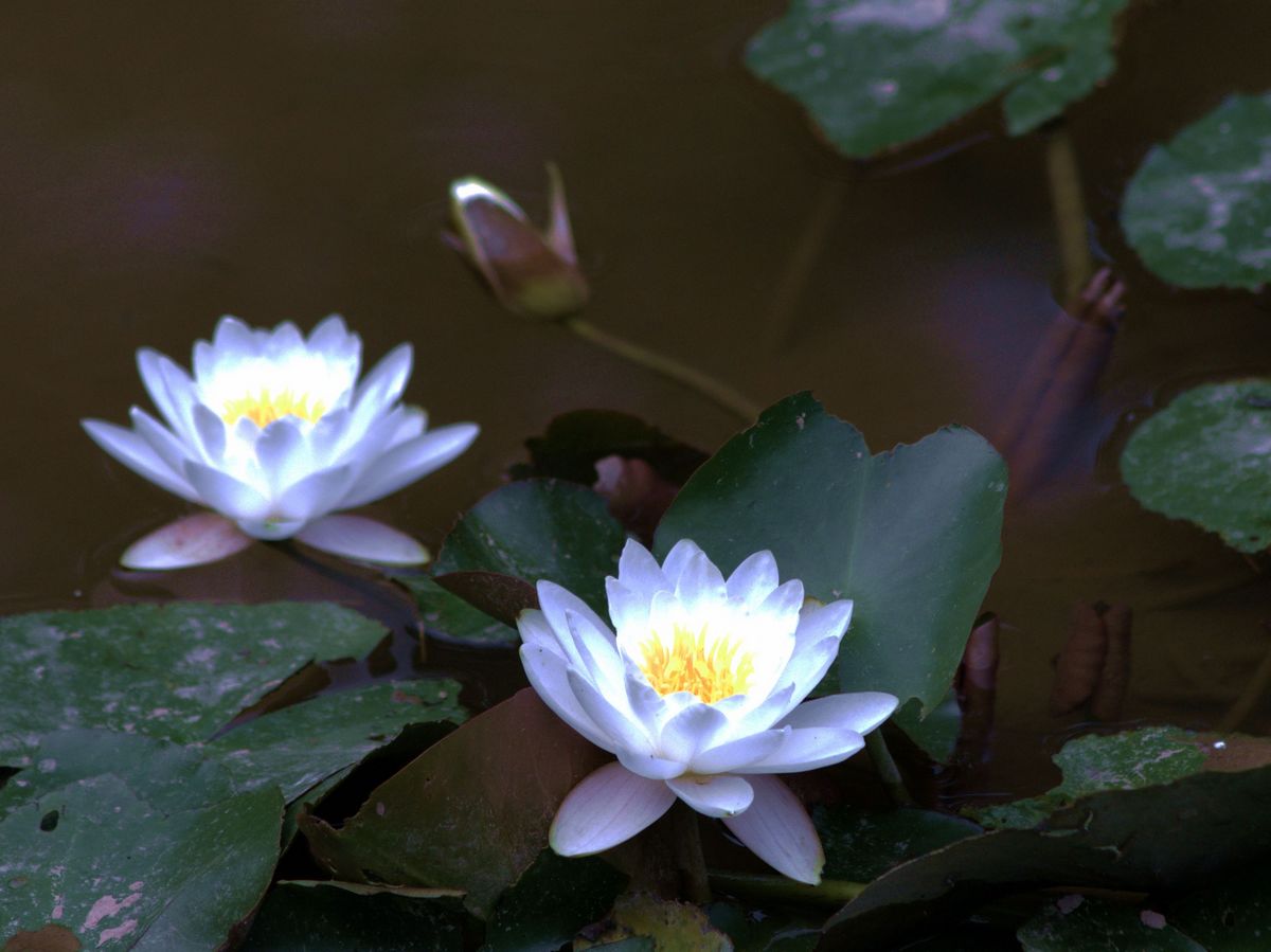 DSC_0006aaa.jpg