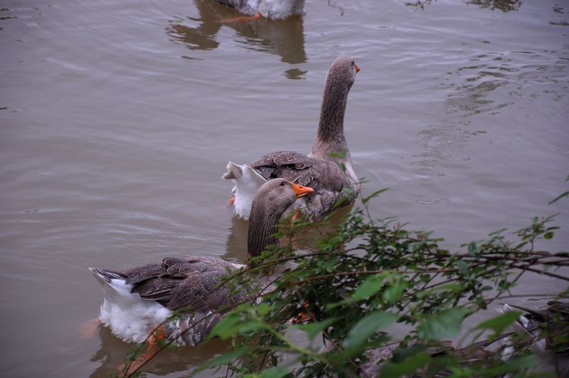 DSC_0019.jpg