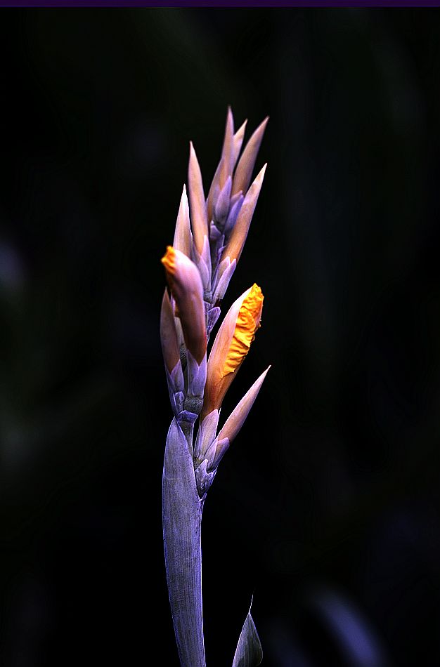 DSC_0007.jpg