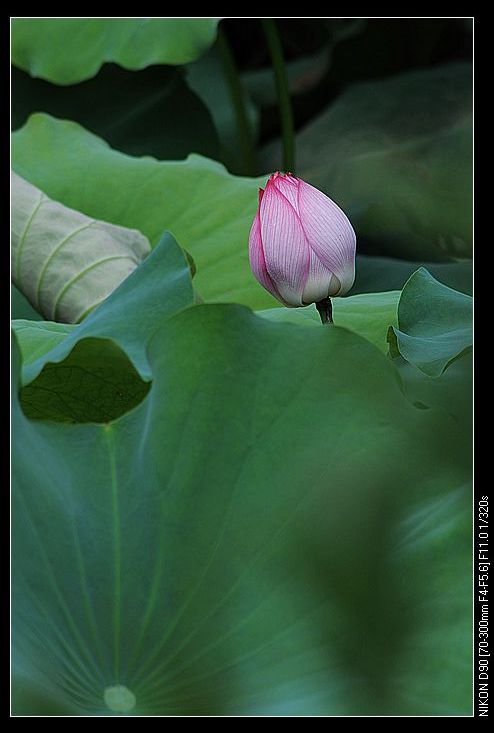nEO_IMG_DSC_0057.jpg