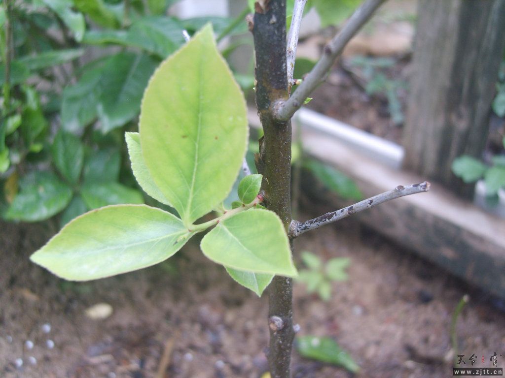 我的花园 (47)_副本.JPG