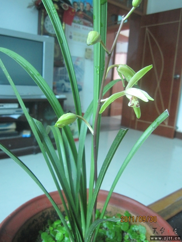 国庆兰心众 001.jpg