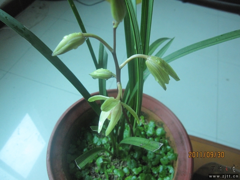 国庆兰心众 003.jpg