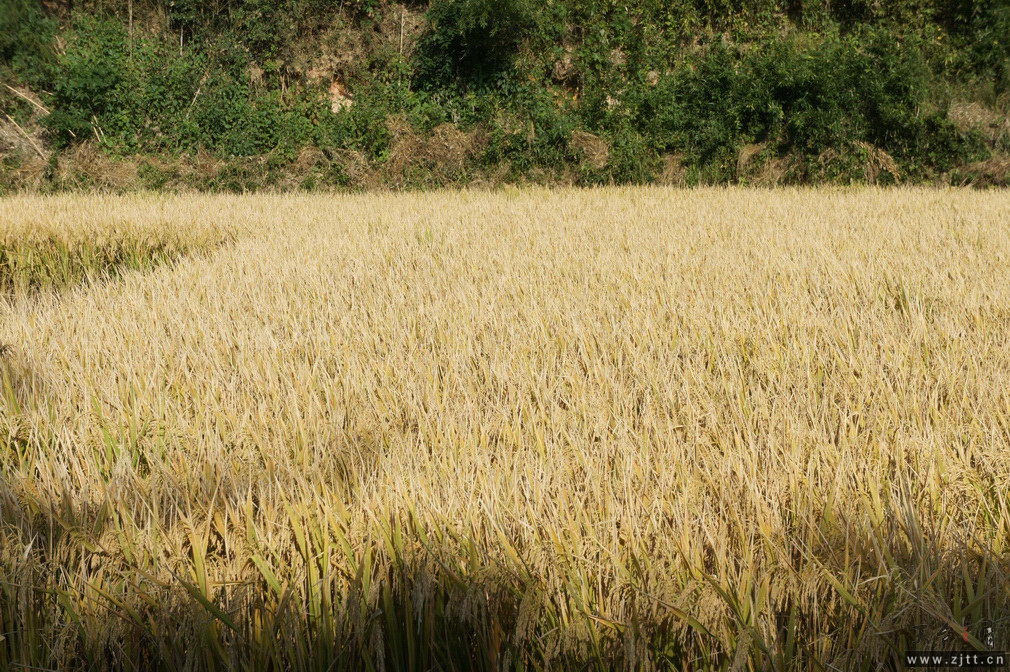 DSC01466_调整大小.jpg