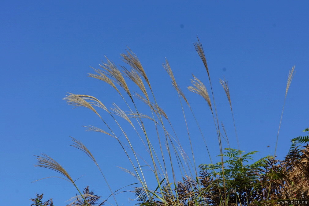DSC01480_调整大小.JPG