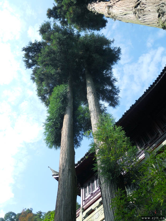 好大的树啊