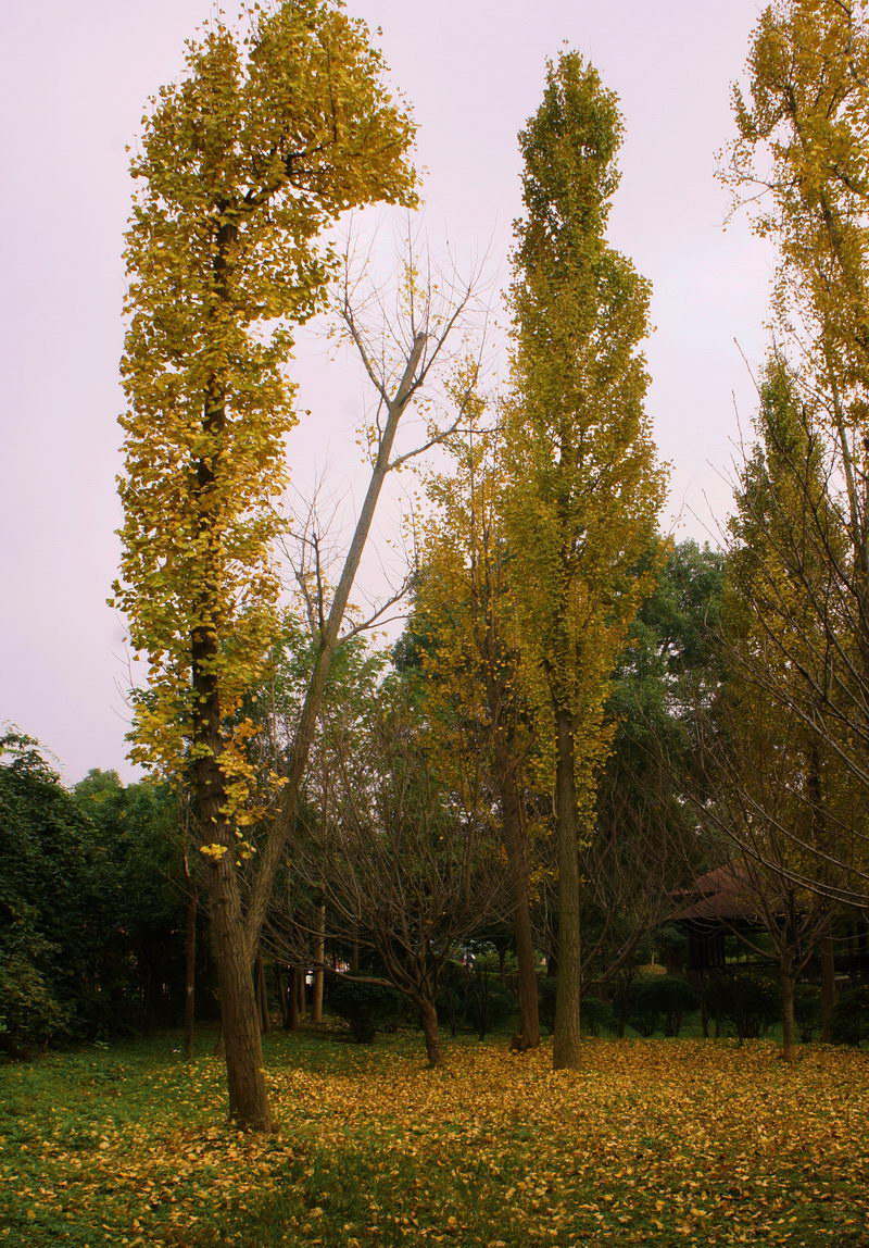 DSC02449-2.jpg