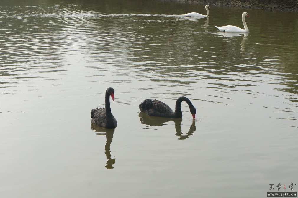 DSC02437_调整大小.JPG