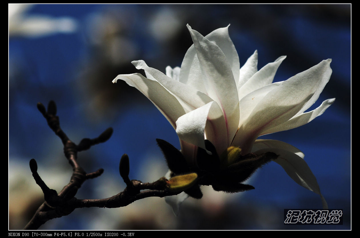DSC_0042.jpg
