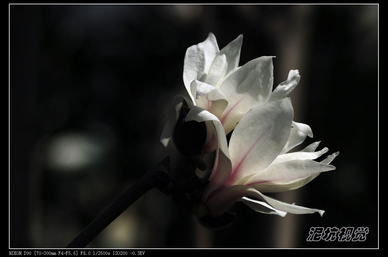 DSC_0043.jpg