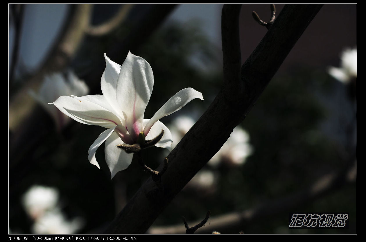 DSC_0056.jpg