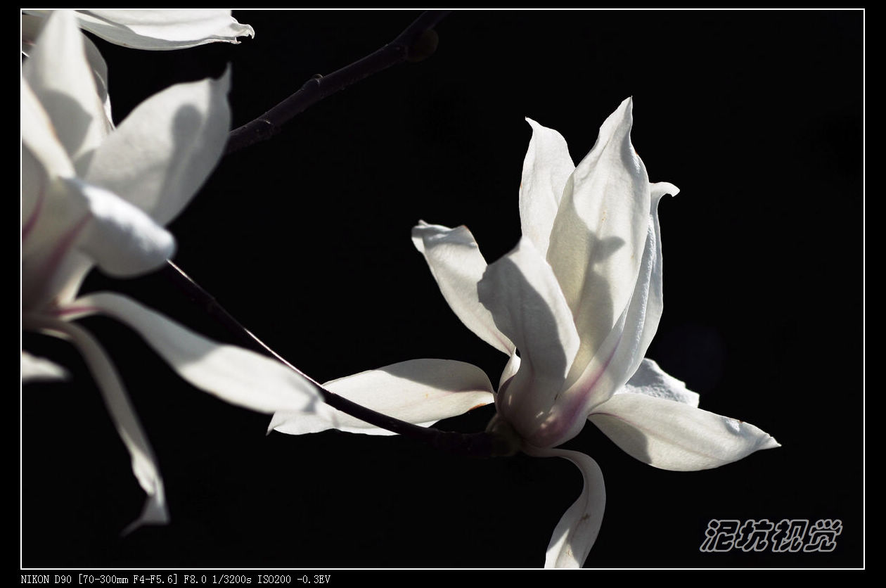 DSC_0061.jpg