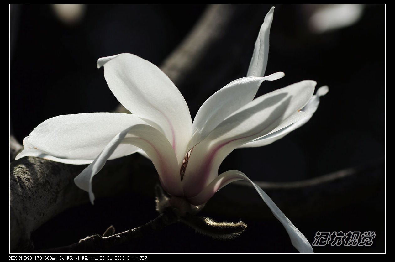 DSC_0063.jpg