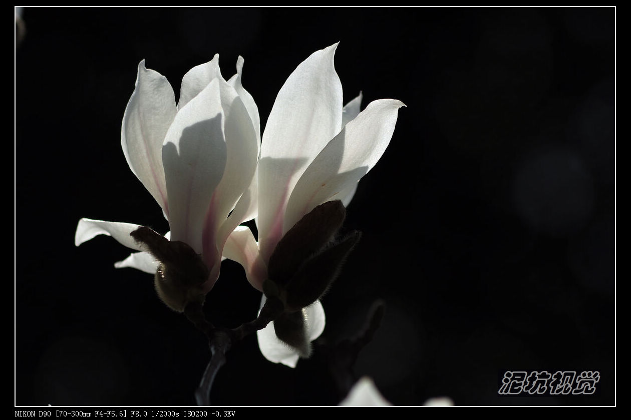 DSC_0064.jpg