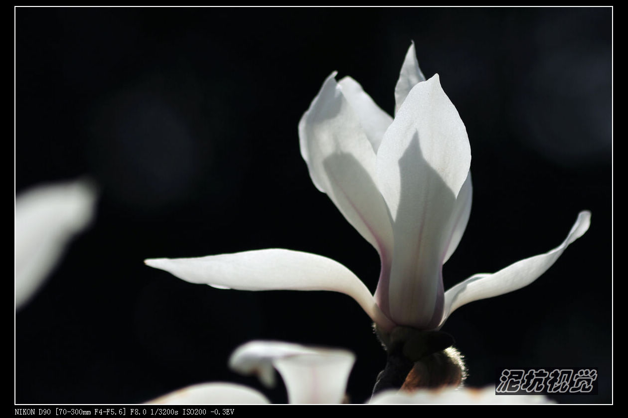 DSC_0065.jpg