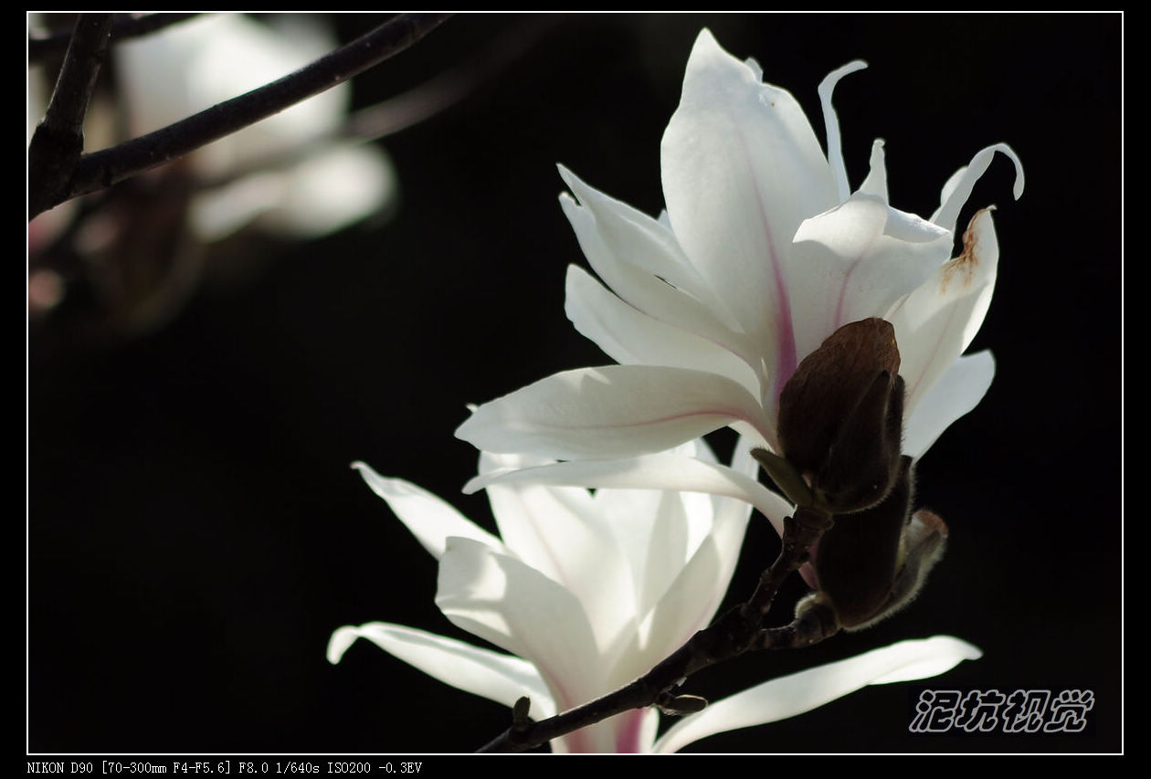 DSC_0068.jpg