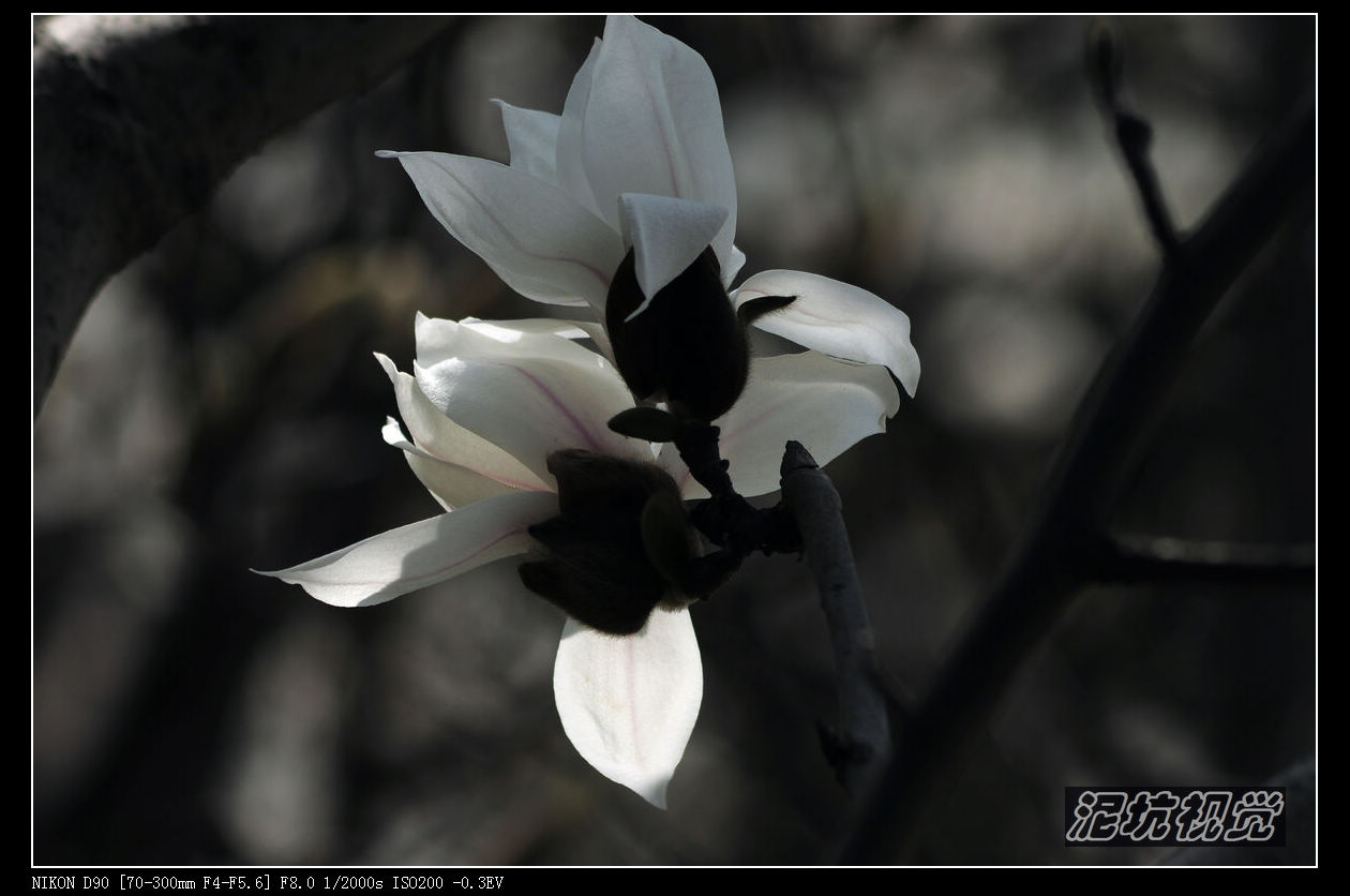 DSC_0073.jpg