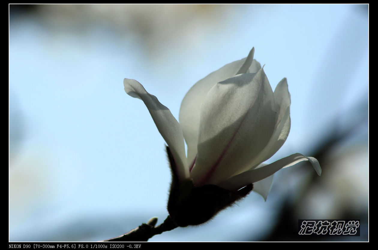 DSC_0074.jpg