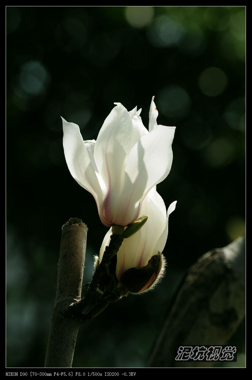 DSC_0077.jpg