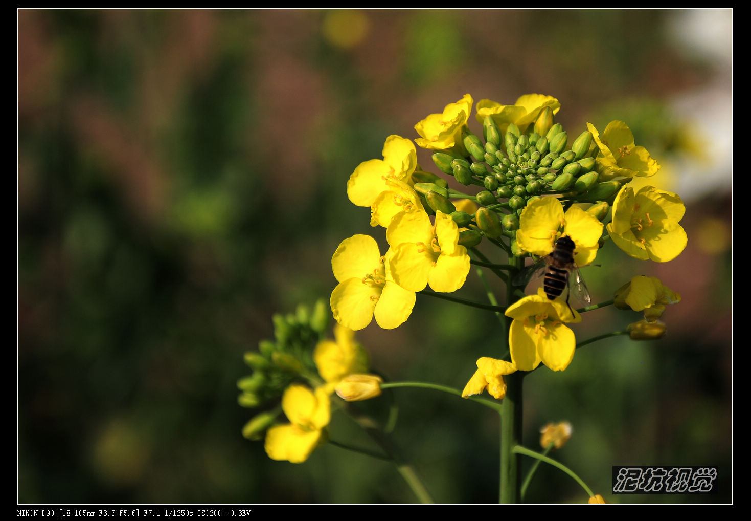 DSC_0100.jpg
