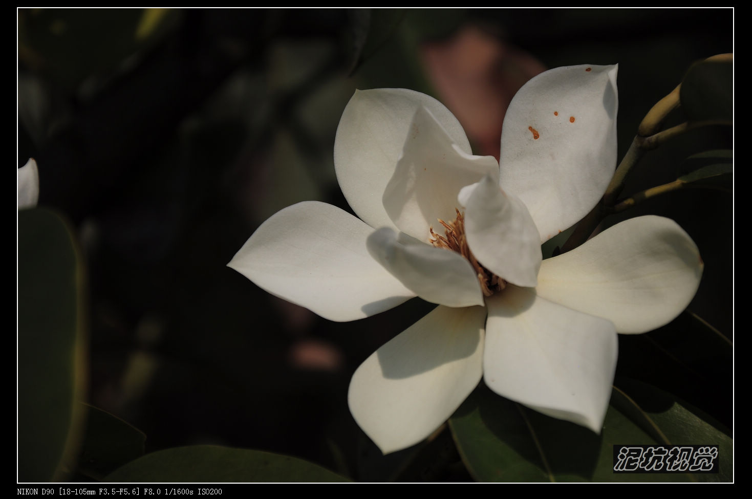 DSC_0075.jpg