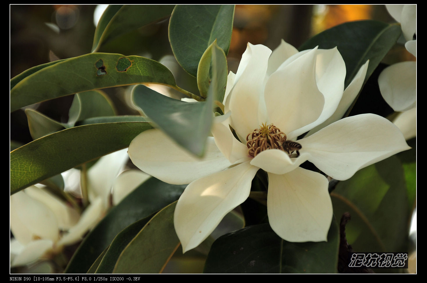 DSC_0081.jpg