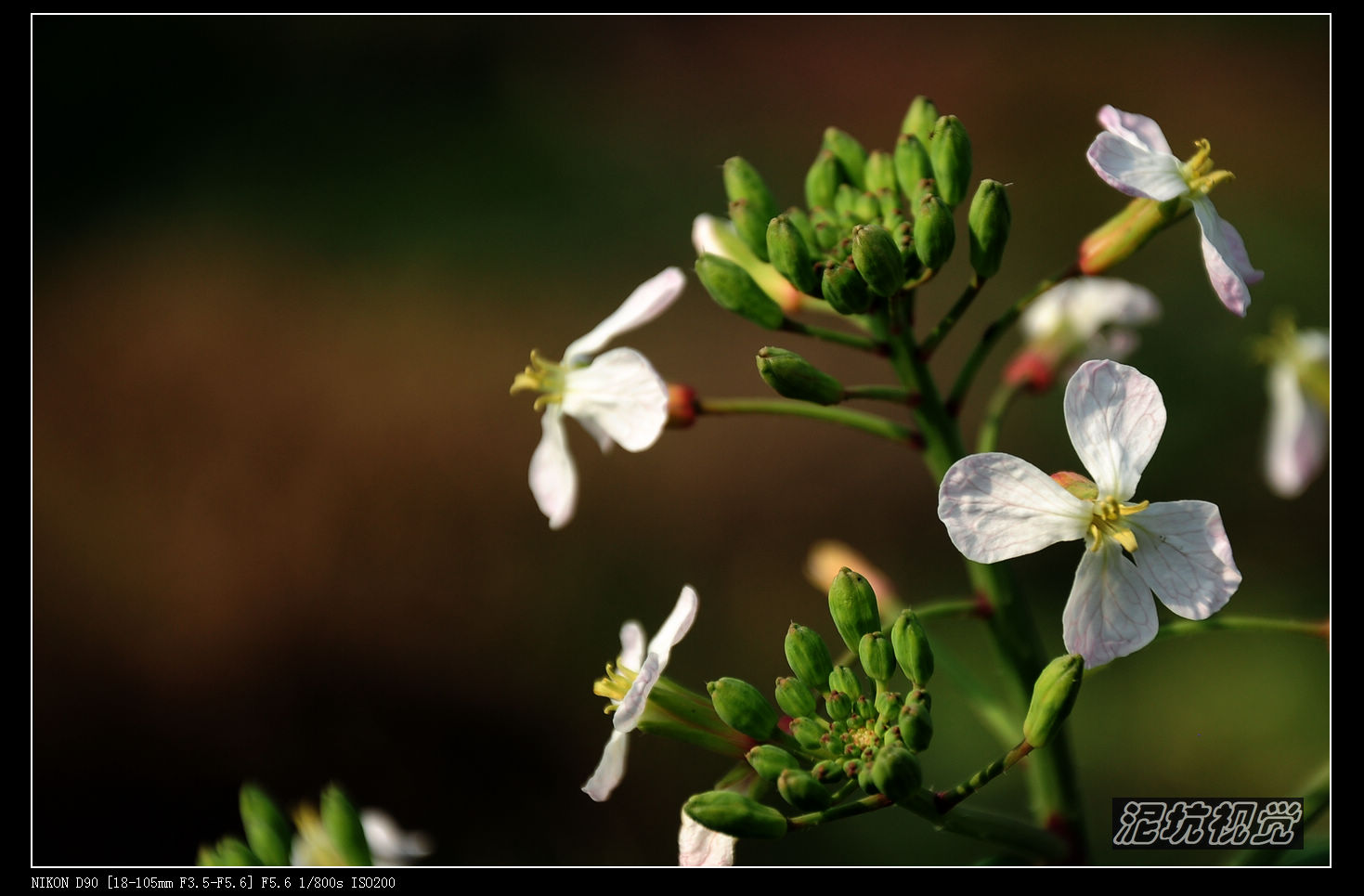 DSC_0103.jpg