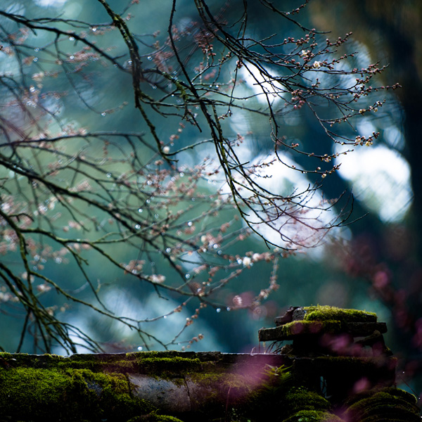 DSC_0730a.jpg